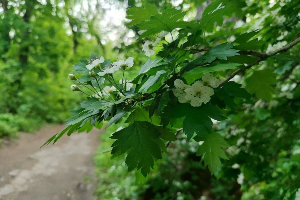 Piantagione di massa in Cabardino-Balcaria: oltre 67.000 alberi per salvare la foresta e promuovere la biodiversità 

 Approfondimento 
 L&#039;azione &quot;Salviamo la foresta&quot; si propone di proteggere e ripristinare le aree forestali della regione, promuovendo la biodiversità e la salute dell&#039;ecosistema. La piantagione di alberi è un passo importante per raggiungere questo obiettivo, migliorando la qualità dell&#039;ambiente e aumentando la resilienza della regione ai cambiamenti climatici. 

 Possibili Conseguenze 
 La piantagione di oltre 67.000 alberi potrebbe avere un impatto positivo sull&#039;ambiente, migliorando la qualità dell&#039;aria e dell&#039;acqua, nonché aumentando la biodiversità della regione. Inoltre, gli alberi possono aiutare a prevenire l&#039;erosione del suolo e a ridurre il rischio di disastri naturali, come inondazioni e frane. 

 Opinione 
 L&#039;azione &quot;Salviamo la foresta&quot; è un&#039;iniziativa importante per la protezione dell&#039;ambiente e della biodiversità della regione. La piantagione di alberi è un passo concreto per raggiungere questo obiettivo e promuovere la salute dell&#039;ecosistema, e potrebbe essere un modello per altre regioni che affrontano sfide ambientali simili. 

 Analisi Critica dei Fatti 
 La notizia riporta che verranno piantati oltre 67.000 alberelli su un&#039;area di oltre 35,2 ettari. Ciò significa che la densità di piantagione sarà di circa 1.900 alberelli per ettaro. Questo valore è ragionevole e potrebbe essere sufficiente per ripristinare la copertura forestale della regione, ma sarà importante monitorare la crescita e la salute degli alberi nel tempo per assicurarsi del successo dell&#039;iniziativa. 

 Relazioni con altri fatti 
 L&#039;azione &quot;Salviamo la foresta&quot; è parte di una strategia più ampia per la protezione dell&#039;ambiente e della biodiversità della regione. Altre iniziative potrebbero includere la creazione di aree protette, la promozione di pratiche agricole sostenibili e la sensibilizzazione della popolazione sull&#039;importanza della protezione dell&#039;ambiente, e potrebbero essere coordinate con altri progetti di conservazione e sviluppo sostenibile nella regione. 

 Contesto storico 
 La regione di Cabardino-Balcaria ha una storia di deforestazione e degrado ambientale, causati da attività umane come l&#039;agricoltura intensiva, l&#039;urbanizzazione e lo sfruttamento delle risorse naturali. L&#039;azione &quot;Salviamo la foresta&quot; è un tentativo di invertire questa tendenza e promuovere la protezione dell&#039;ambiente e della biodiversità della regione, e potrebbe essere un passo importante per il recupero della salute ecologica della regione. 

 Fonti 
 La notizia è stata riportata dal sito RBC, che è una fonte di informazione russa. Per ulteriori informazioni, si consiglia di visitare il sito ufficiale dell&#039;amministrazione del capo della regione di Cabardino-Balcaria o di contattare direttamente l&#039;organizzazione responsabile dell&#039;azione &quot;Salviamo la foresta&quot;.