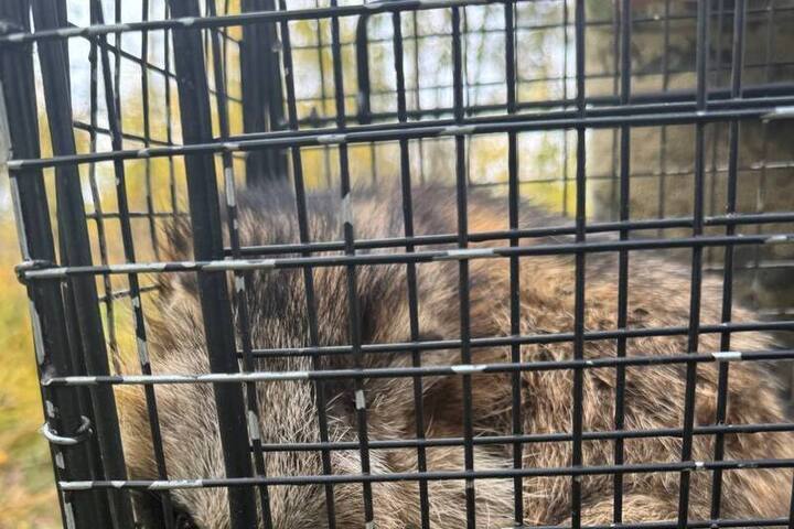 Salvataggio di un cane procione nella regione di Vladimir: un esempio di collaborazione per la conservazione della biodiversità e la sicurezza pubblica