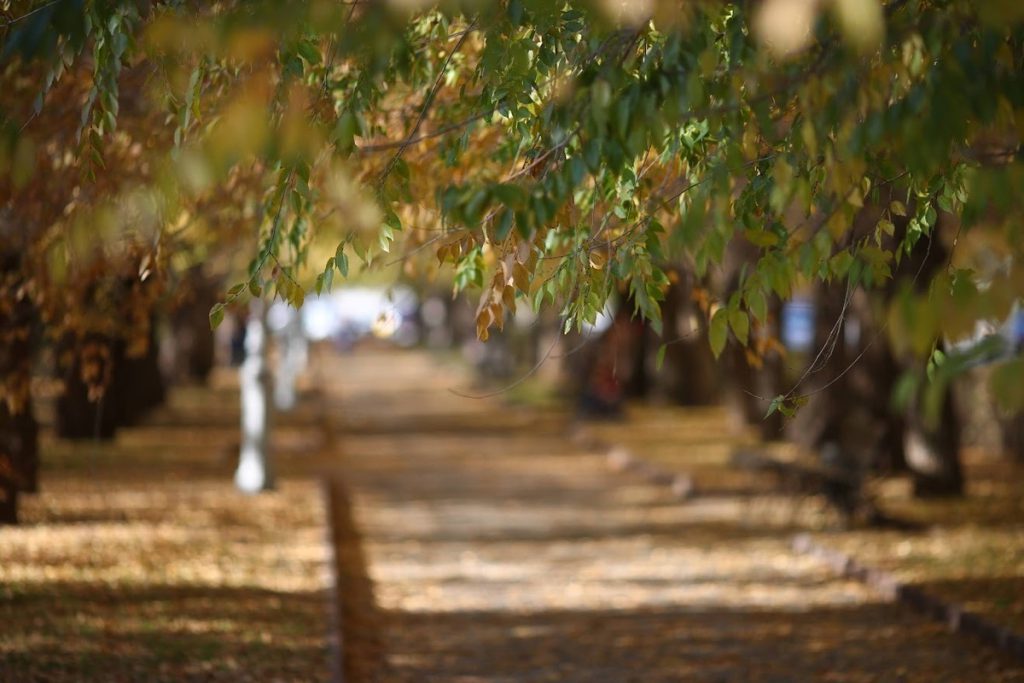 La Giornata di San Tommaso: Una Celebrazione della Fede e della Ricerca della Verità
