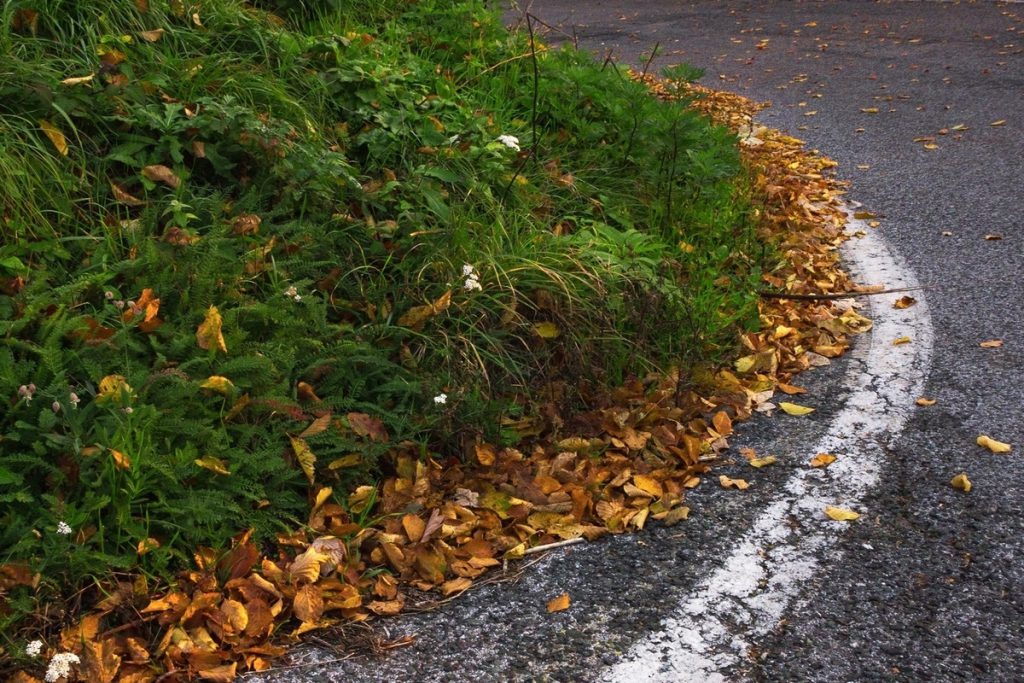 Incidente stradale a Briansk: un albero caduto sulla strada coinvolge 6 persone, analisi e possibili conseguenze