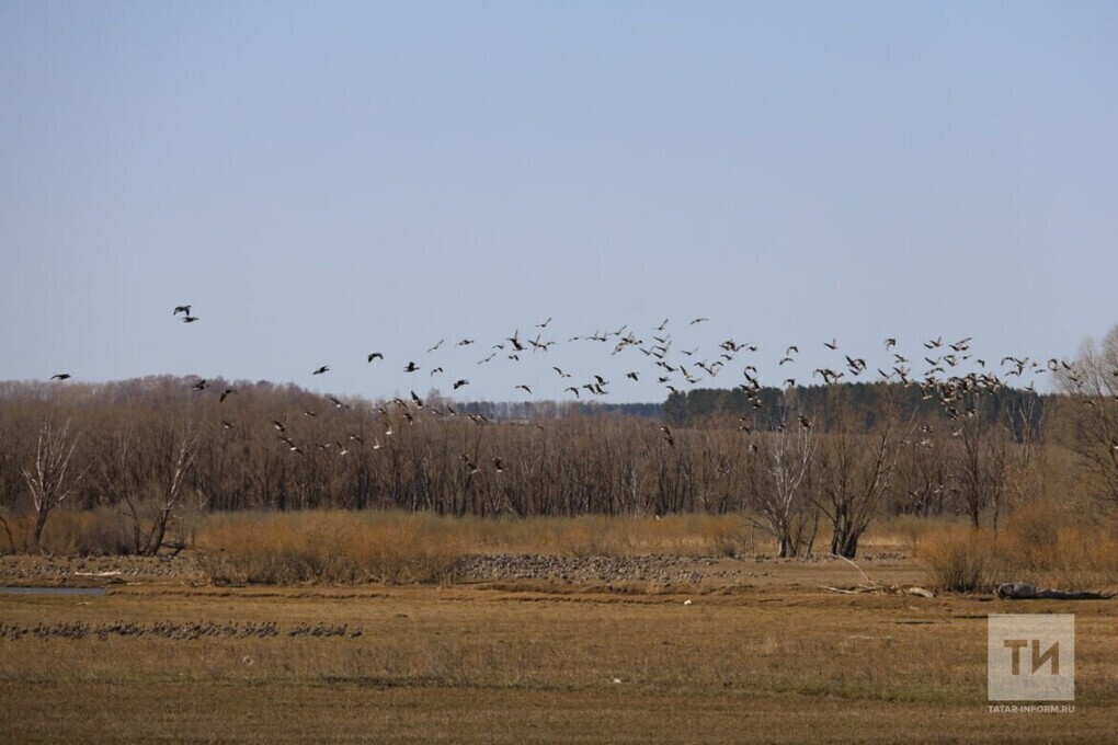 В Татарстане создают новый природный заказник «Мокрые Курнали»