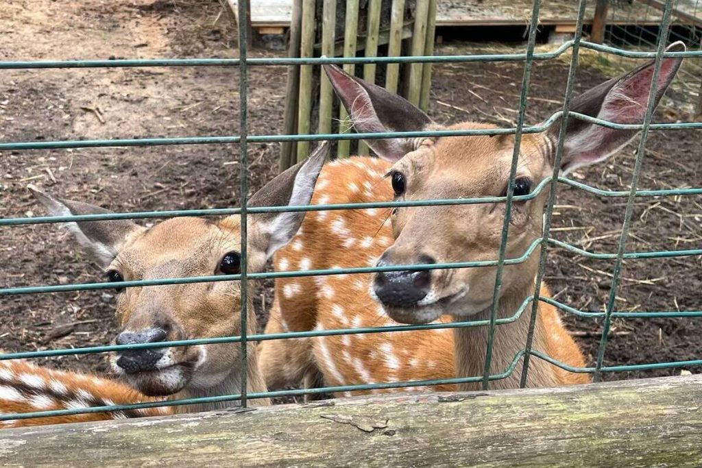 Nuovo Zoo a San Pietroburgo: Costruzione Prevista per il 2030 a Causa di Problemi Finanziari