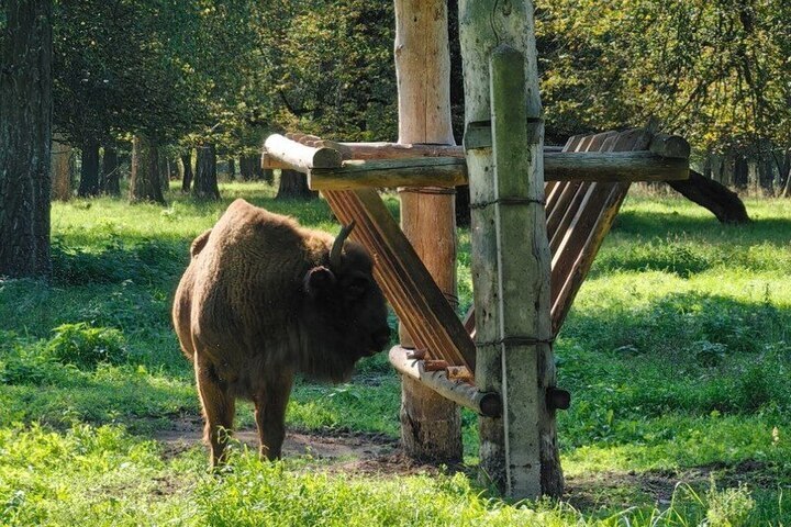 Серпуховские зубры борются за престижную премию. Вы можете поддержать