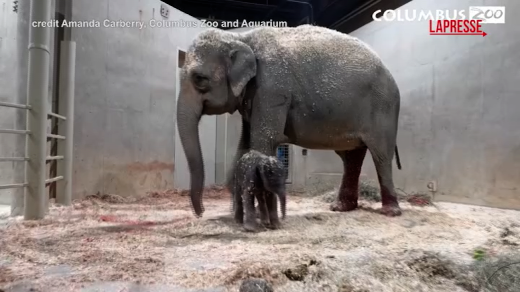 Usa, al Columbus Zoo nasce il secondo elefantino in un anno: prime coccola tra mamma e piccolo