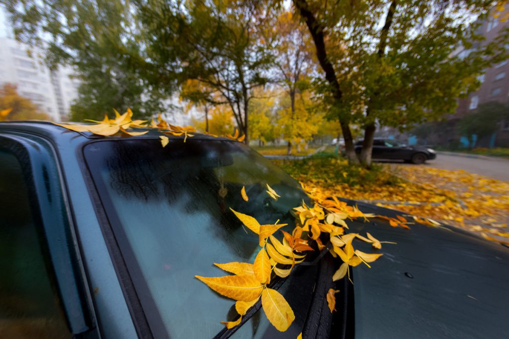 La Festa della Protezione della Madonna: Storia e Significato di una Celebrazione Religiosa Importante