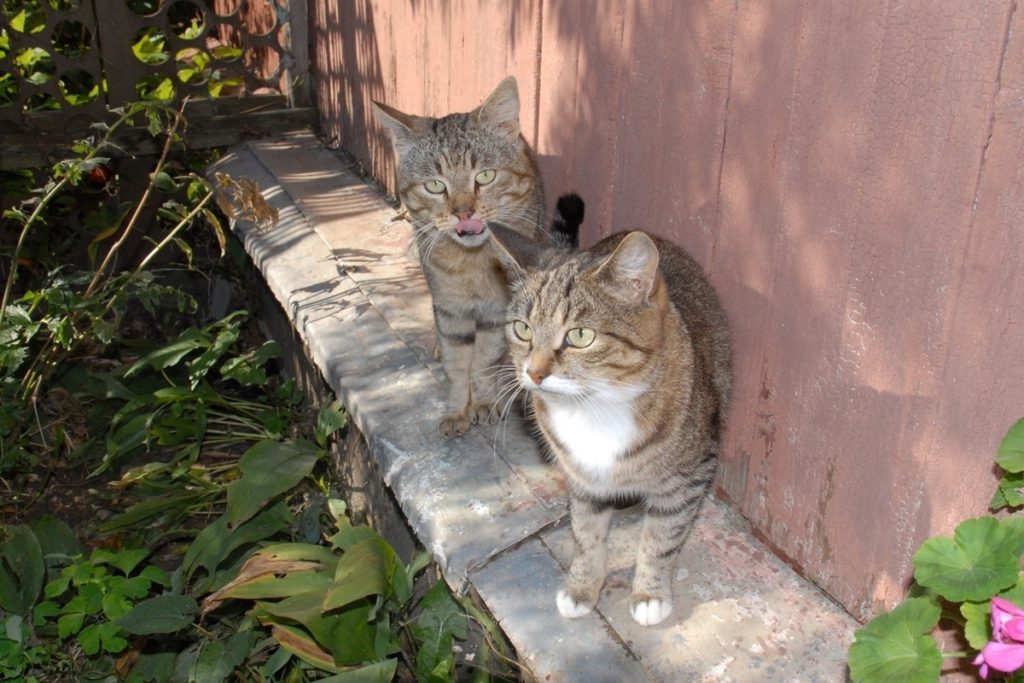 Калужан-автомобилистов попросили чаще заглядывать под колёса