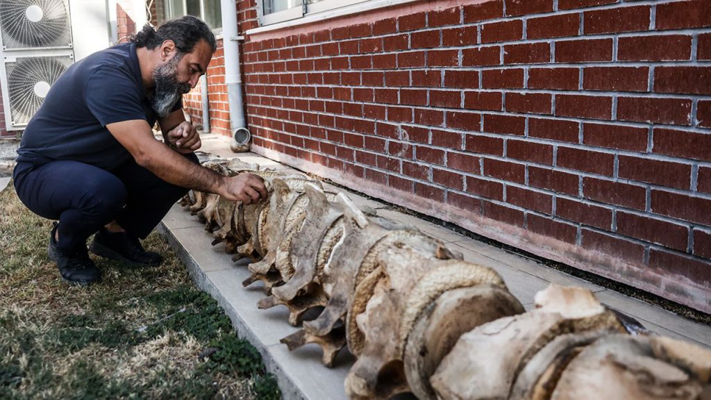 Üniversite bahçesinden müzeye: Fin balinasının kemikleri birleştirilmeyi bekliyor