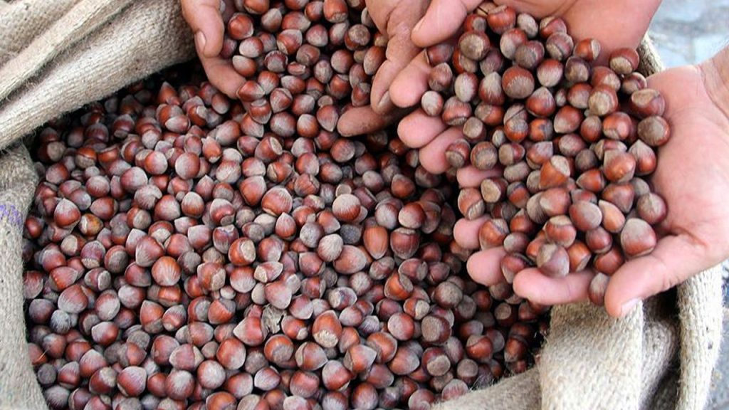 Fındık serbest piyasada düşüşe geçti! En yüksek fiyatı Tarım Kredi verdi