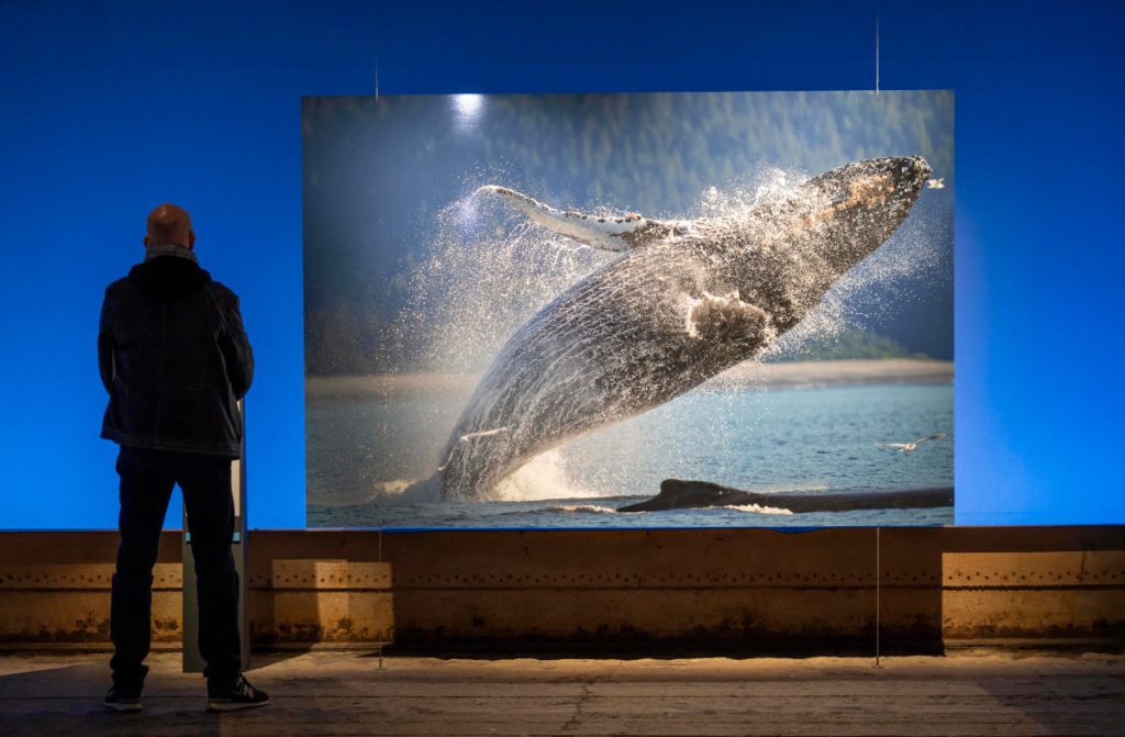 Kurz vor Ende von „Planet Ozean“ – Gasometer Oberhausen teilt Änderung mit