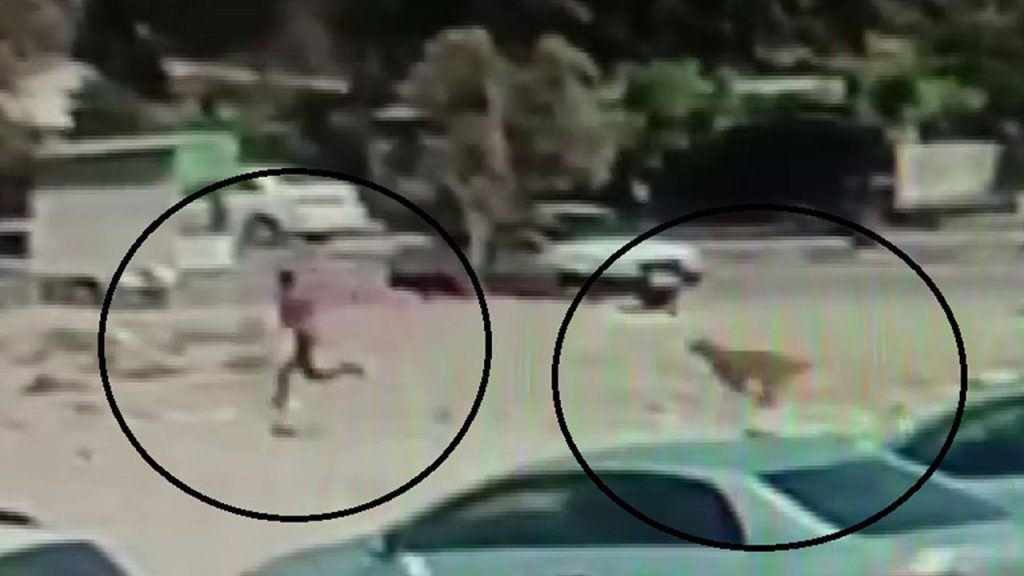 Gruplaşan sokak köpekleri tehlike saçıyor! Bebekli kadına da saldırdılar, çocuğa da