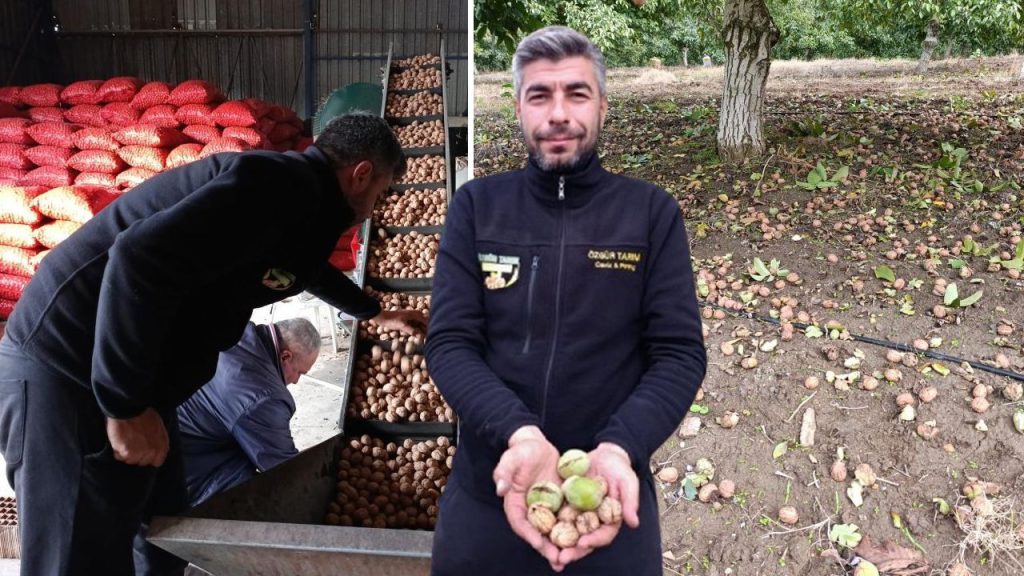 Hasat başladı, bereket yağdı! 500 tonu buluyor, İstanbul, Ankara, Tekirdağ&#039;a gidiyor...