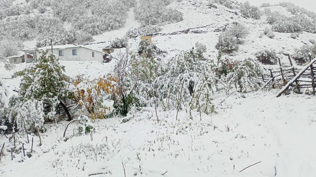 Hasat öncesi kara hazırlıksız yakalandılar! Cevizler beyaz örtü altında kaldı