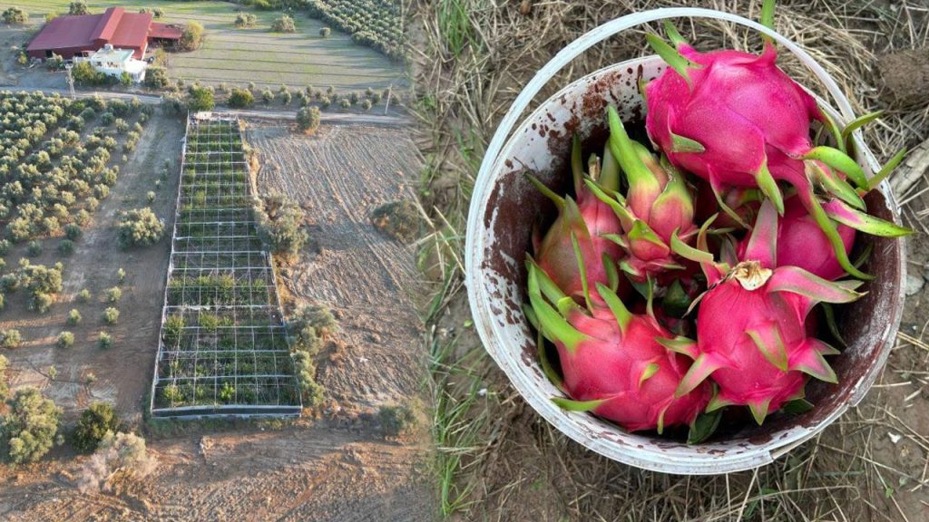 Hatay&#039;da ejder meyvesi bereketi! Sadece 1 dönümden 1 tondan fazla ürün aldı