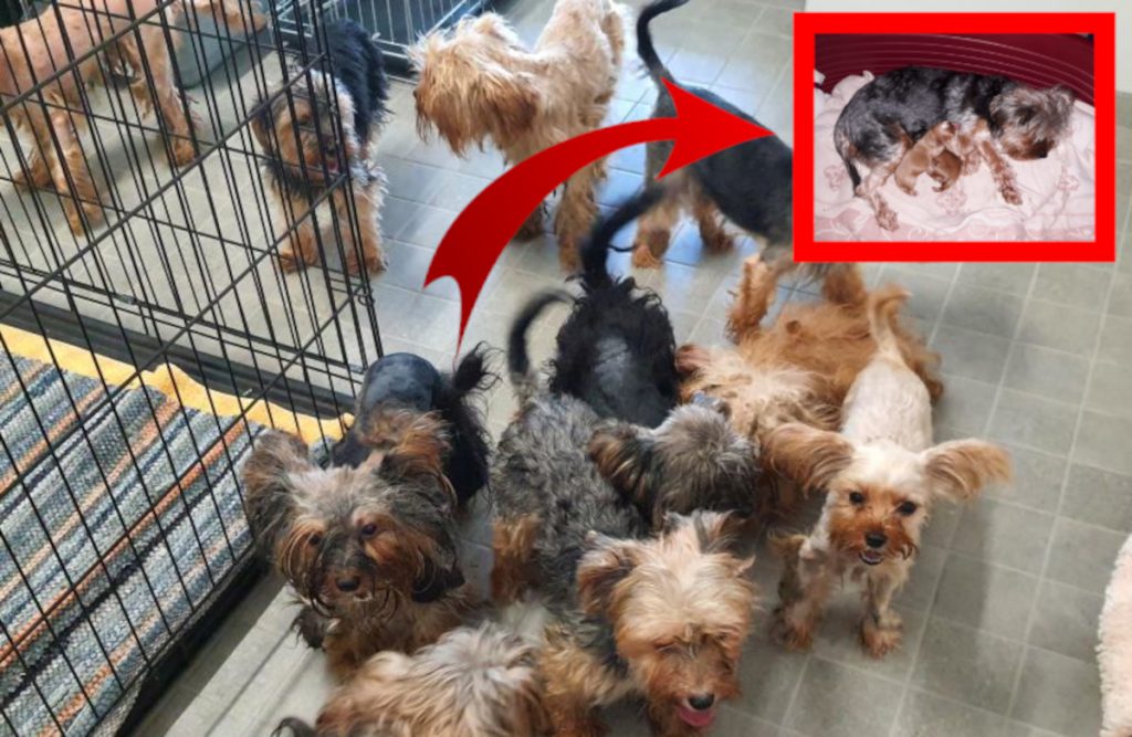 NRW-Tierheim muss 23 Hunde aus Ekel-Wohnung aufnehmen – kurz danach passiert es!