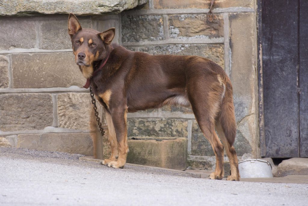 Hund in NRW war sechs Jahre lang angekettet – „Hat nie aufgegeben“