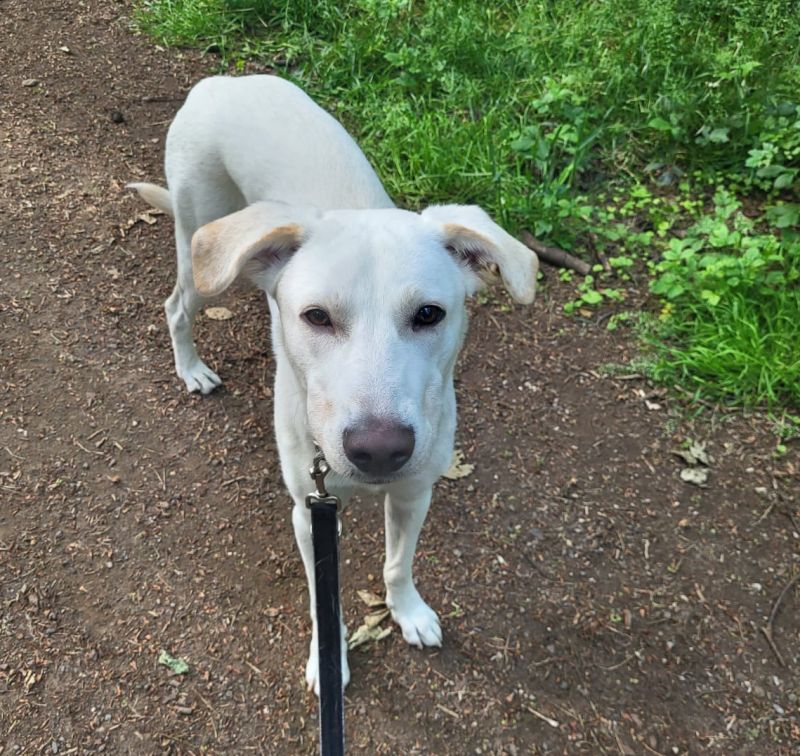 Caso di abbandono in NRW: un cane lasciato al suo destino, una storia che fa riflettere sull&#039;importanza del trattamento umano degli animali