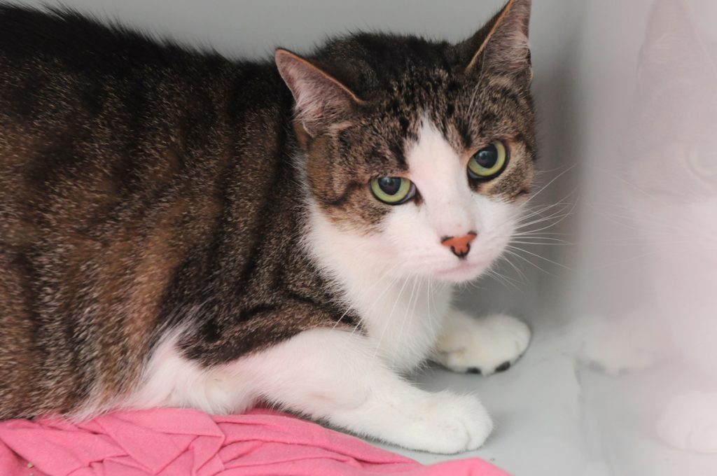 Katze liegt zwischen Mülltonnen in Dortmund – was dann passiert, grenzt an ein Wunder