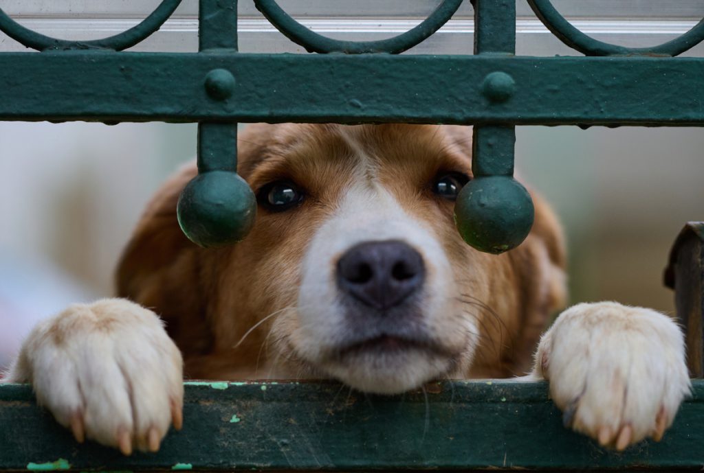 Tierheim Essen völlig verzweifelt: „Emotional frisst uns das auf“