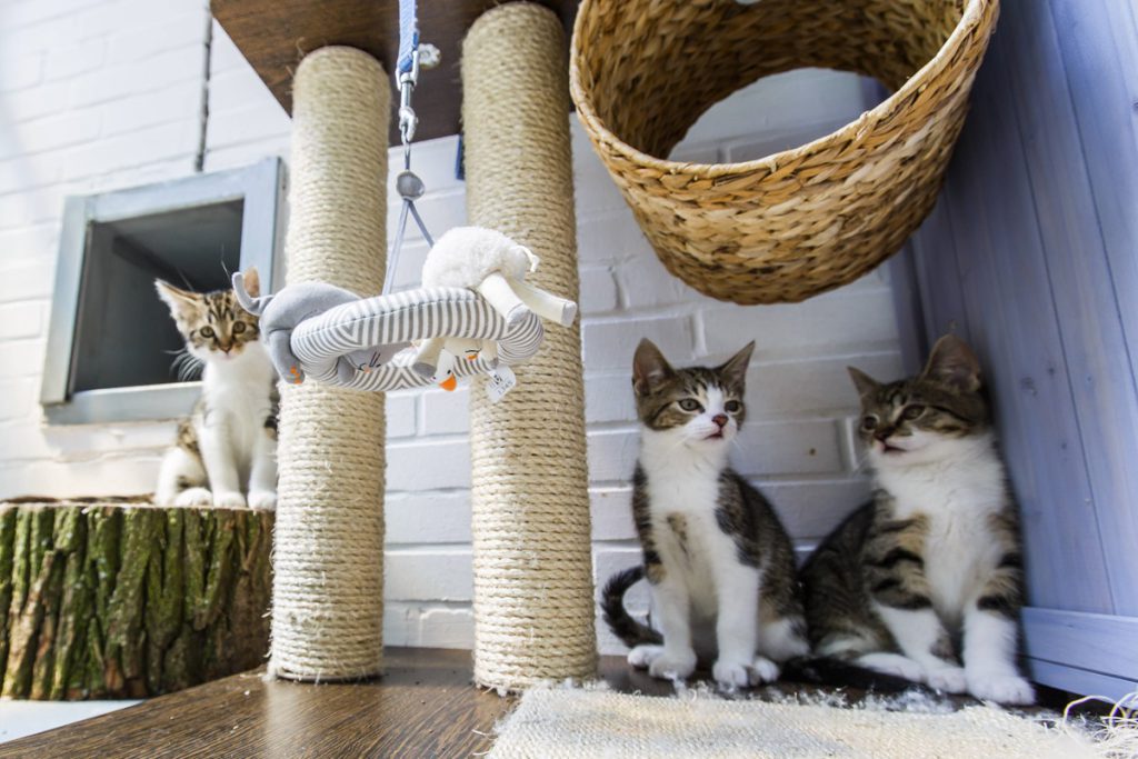 Tierheim-Mitarbeiter betreten Katzenstation in NRW – sie schlagen direkt Alarm!