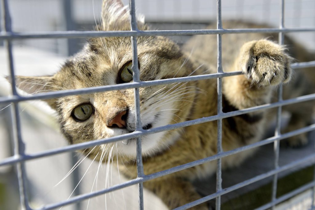 La gatta Hope, vittima di crudeltà: la storia straziante di un abuso sugli animali