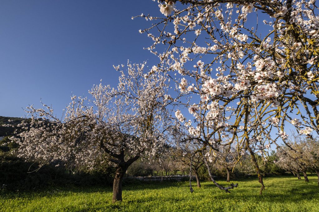 Mallorca ruft! Warum sich die ruhigste Zeit des Jahres für Urlauber besonders lohnt