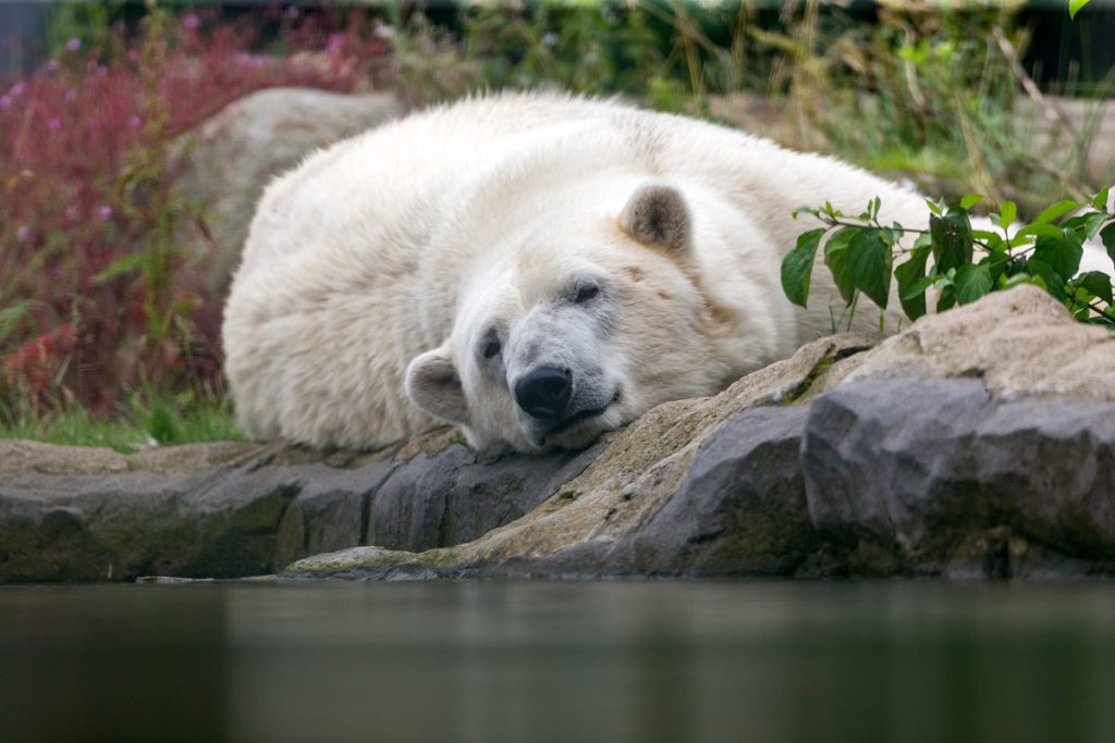 Kurz vor dem traurigen Abschied aus dem Zoom Gelsenkirchen – es passiert mitten im Eisbär-Gehege