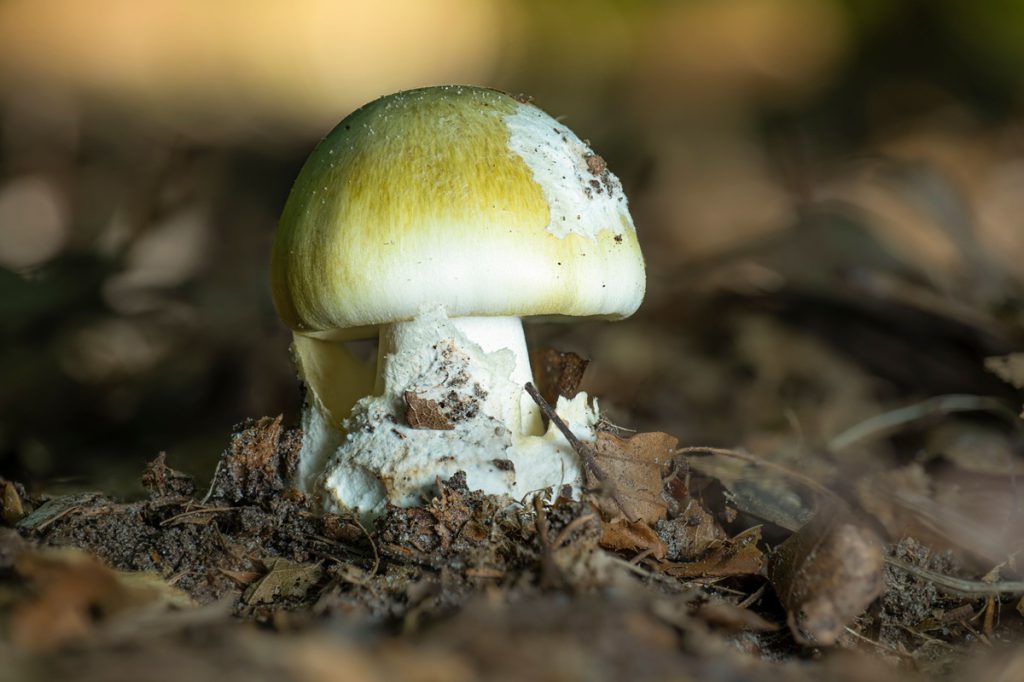 NRW-Bürger machen es im Herbst immer wieder – Uniklinik Essen warnt vor Lebensgefahr