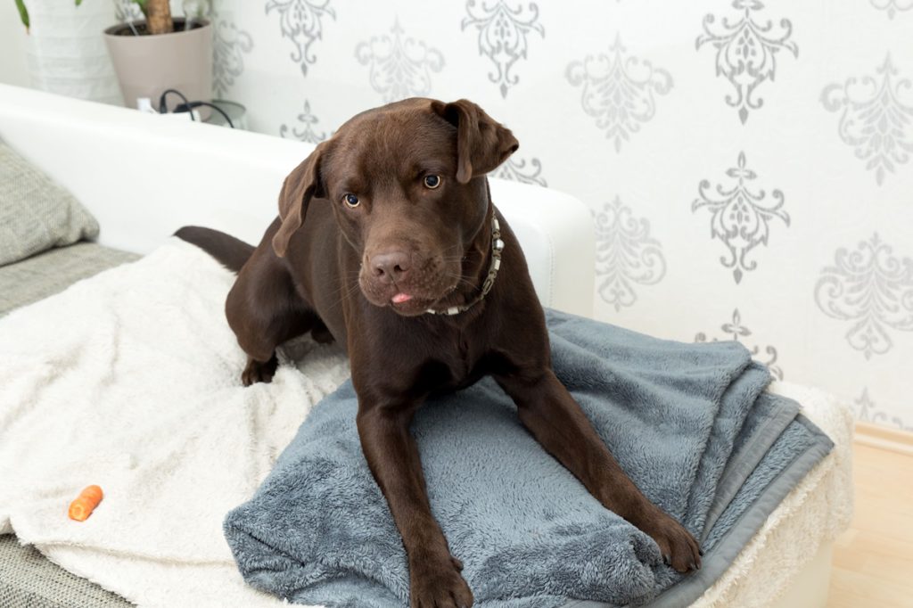 Frau geht immer wieder mit bissigem Hund in NRW spazieren – nach drei Jahren passiert es