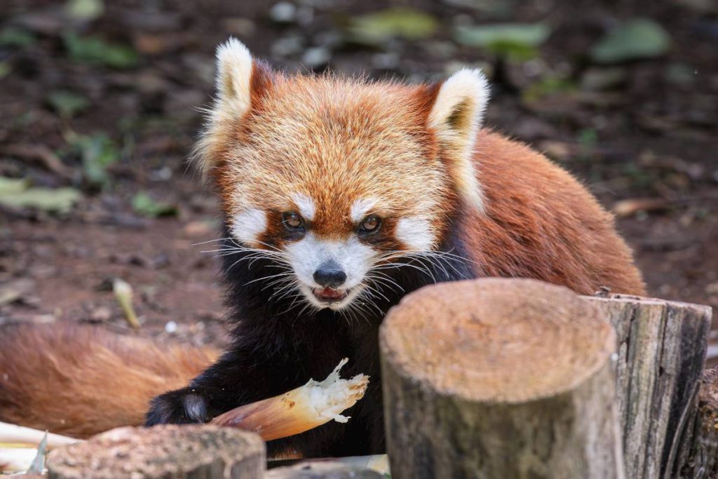 Zoo Dortmund zeigt süßes Tierfoto – sofort werden dramatische Erinnerungen wach