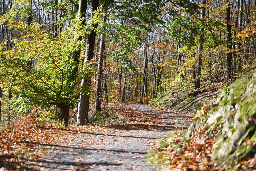 Ritrovati i resti mortali di una persona scomparsa nel Nord Reno-Westfalia dopo anni di ricerche