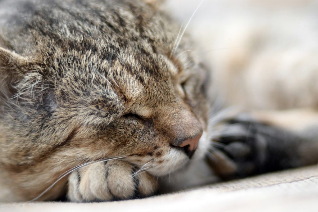 Tierheim in NRW ist mit den Nerven am Ende – die Lage spitzt sich immer weiter zu