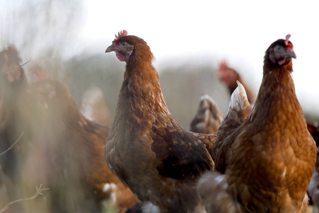 Epidemia di Vogelgrippe nella Renania Settentrionale-Vestfalia: 18.500 Animali Eliminati per Contenere la Diffusione della Malattia