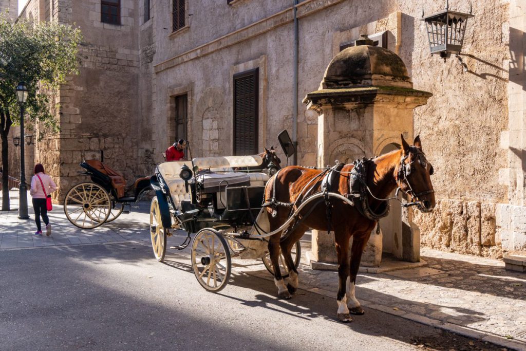Erneuter Kutschen-Kollaps in Palma: Mallorca-Touristen entsetzt über Tierquälerei