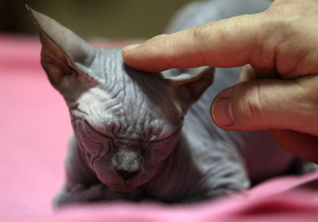 Tierheim in NRW: Katze Kli fliegt zu Hause raus – bei ihrem Anblick haben viele einen schlimmen Verdacht