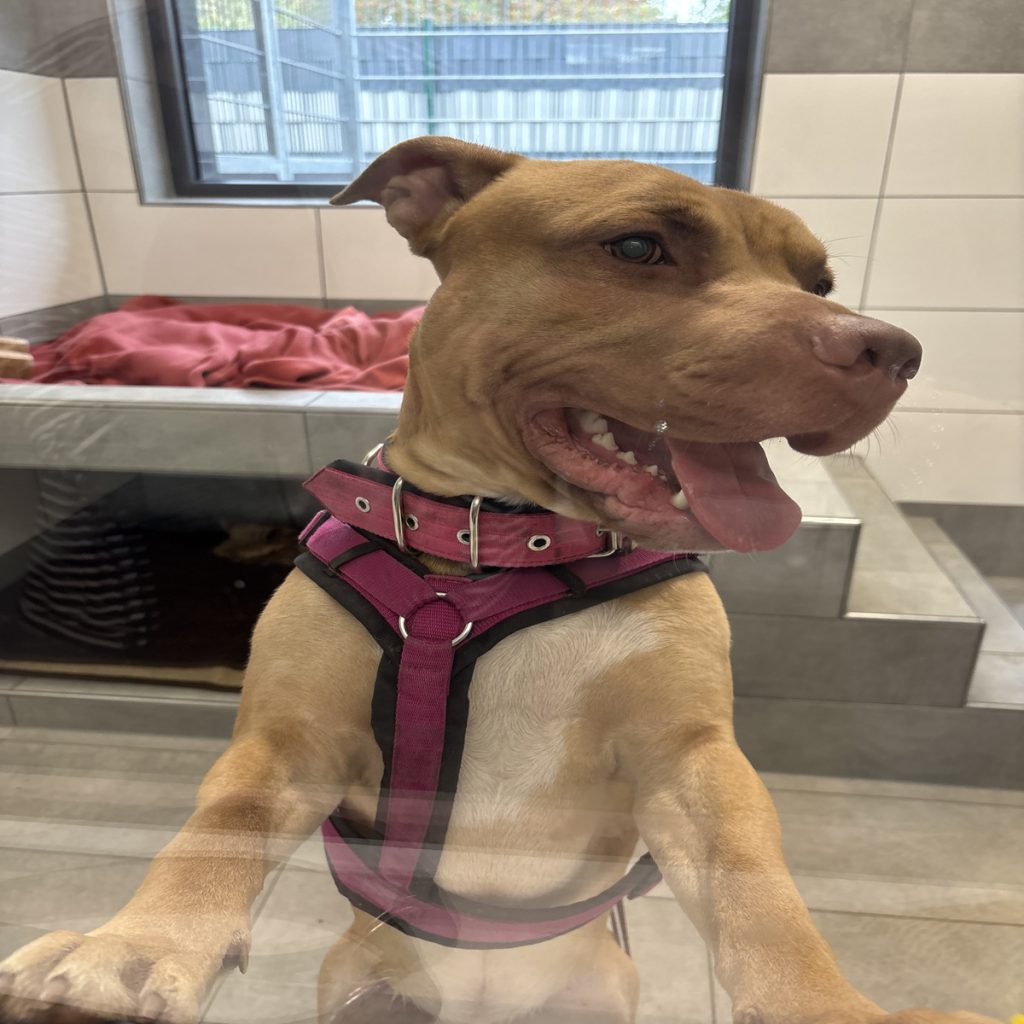 Cane di Essen Passato da Cinque Proprietari: Una Storia di Instabilità e Abbandono