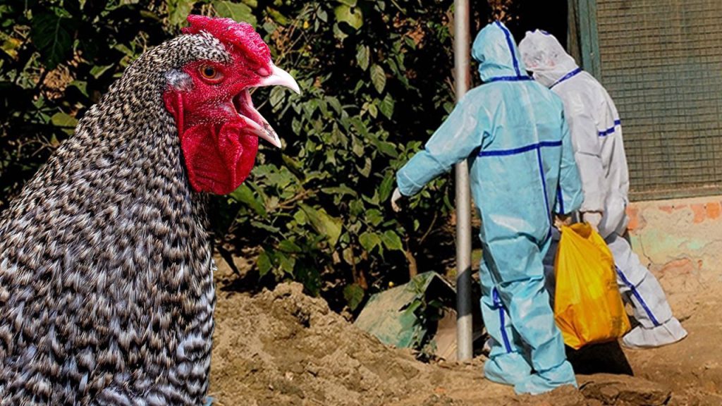 Japonya alarmda! Kuş gribi nedeniyle 460 bin tavuk itlaf edilecek