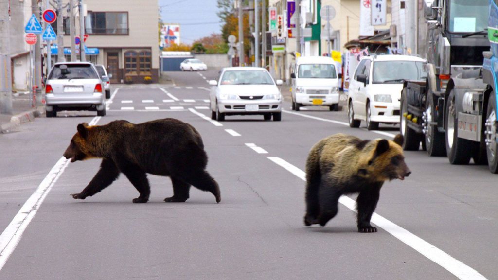 Japonya ayı tehdidine karşı alarma geçti: 7 ölüm, 100 yaralı!