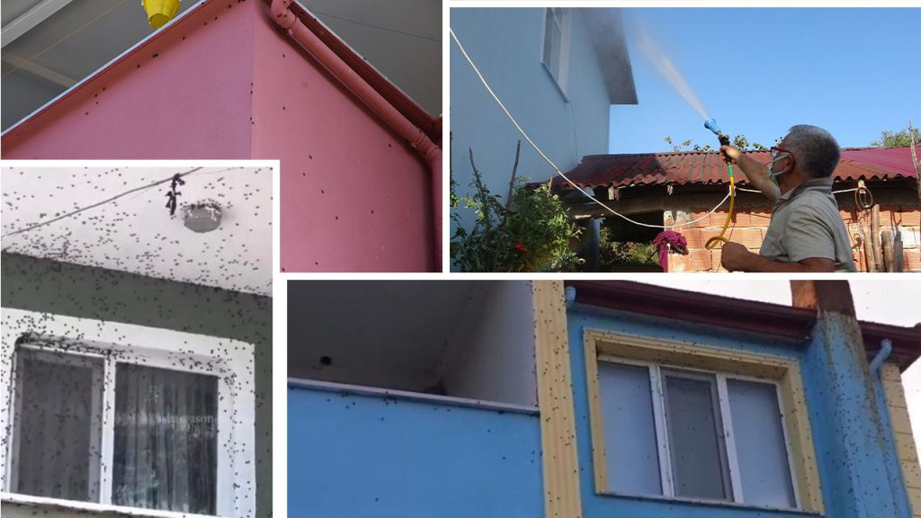 La Turchia Lancia una Campagna di Mobilitazione Nazionale contro la Kahverengi Kokarca, un Insetto che Minaccia la Produzione Agricola