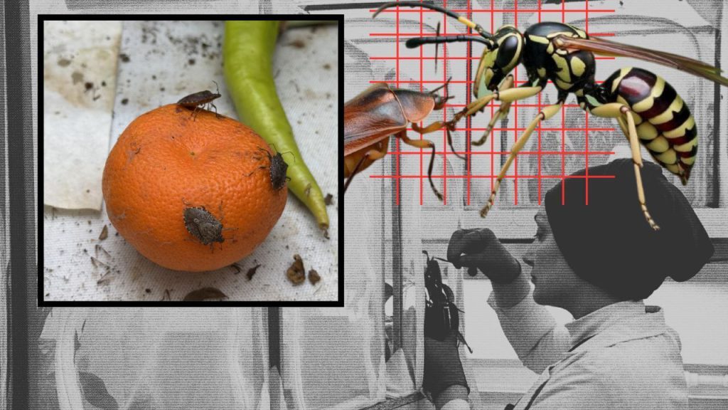 Kahverengi kokarcaya karşı seferberlik başlatıldı! 40 ilde entegre mücadele, tonlarca ilaç dağıtılıyor