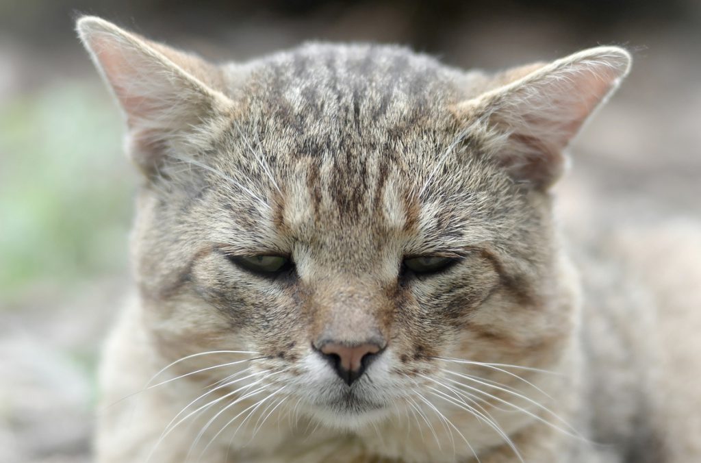 Dortmunder Katze acht Jahre verschwunden – plötzlich passiert es