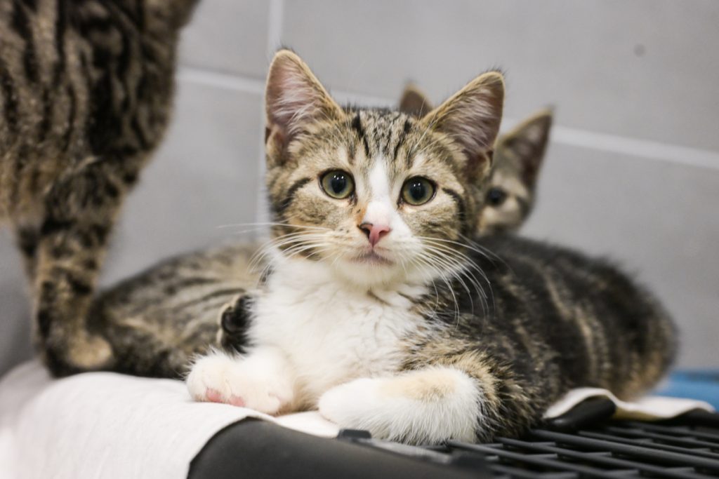 Tierheim-Mitarbeiter aus NRW können es nicht glauben – es geht um 32 Katzen