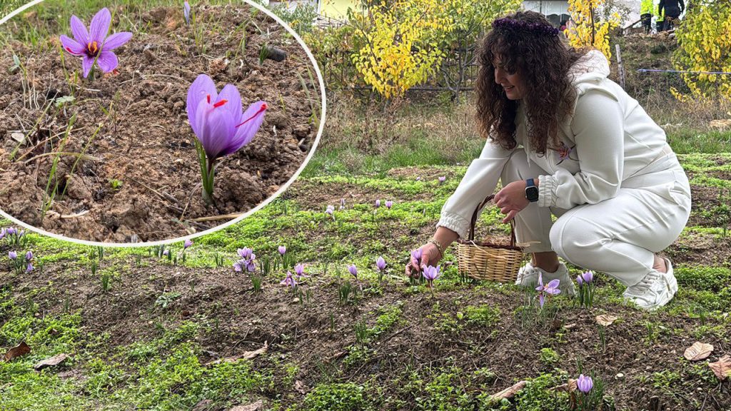 Kilosu 450 binden 650 bin liraya çıktı! Karadeniz&#039;de altın değerinde hasat başladı