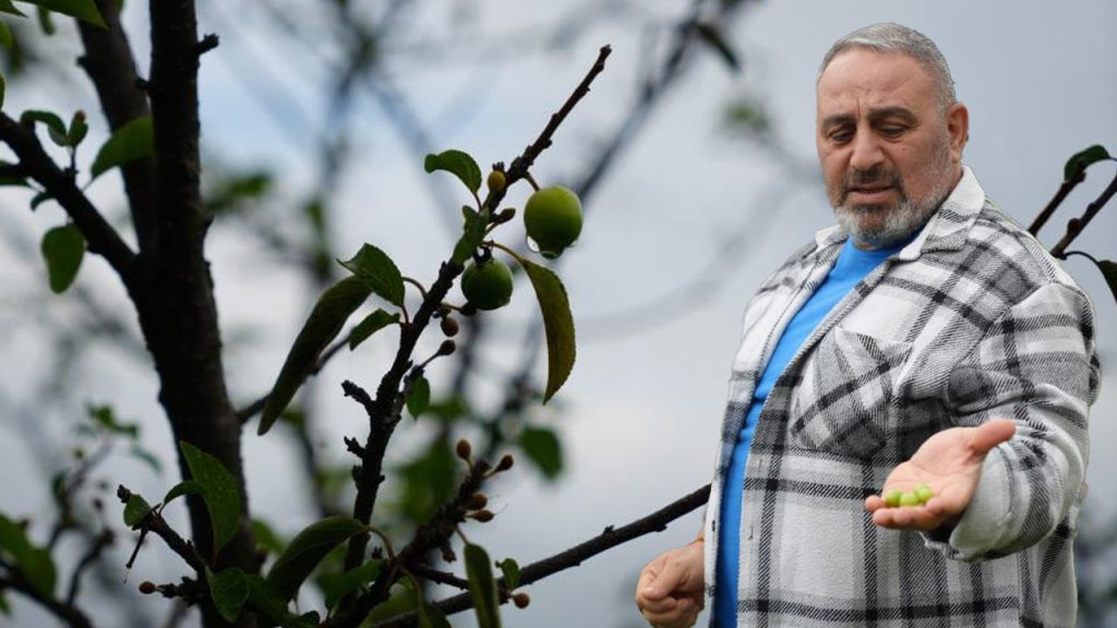 Kışa yaklaşılırken şaşırtan görüntü! Erik ağaçları meyve verdi