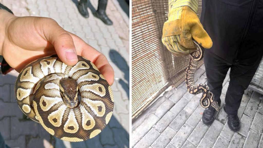 Konya&#039;da akılalmaz olay! Durdurulan şahsın cebinden yavru piton çıktı, polisler bile şaşırdı