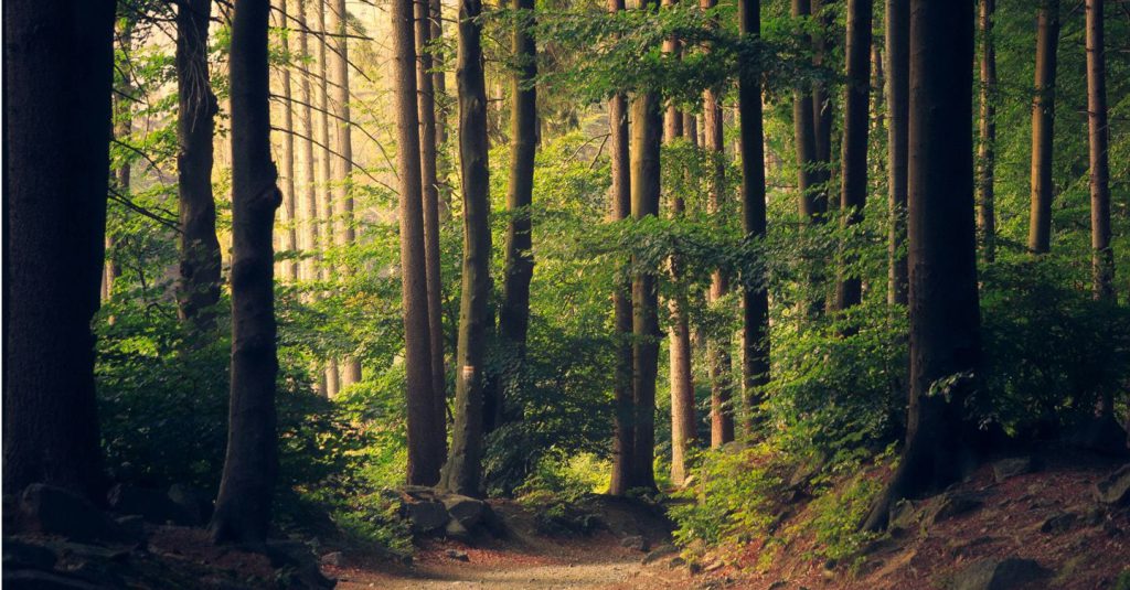 La Biodiversità Italiana in Pericolo: Solo l&#039;8% degli Habitat Naturali è in Buone Condizioni