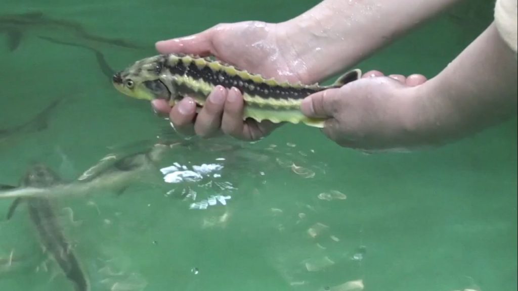 Nesli tükenmekte olan Mersin balığı için 4 ülke seferber oldu!