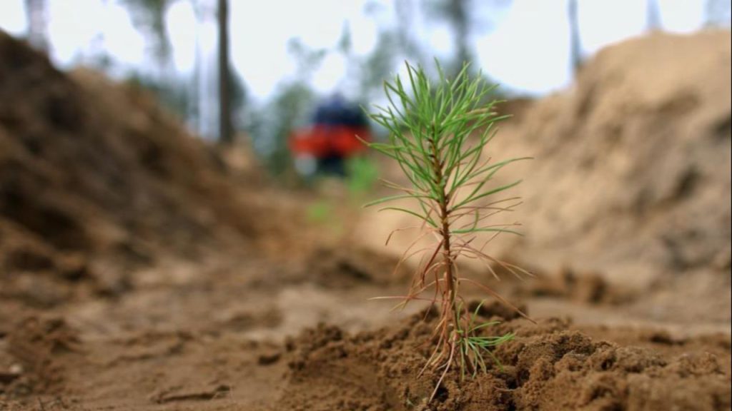 La Rinascita delle Foreste: Come la Natura Sta Tornando a Vivere Dopo gli Incendi Boschivi