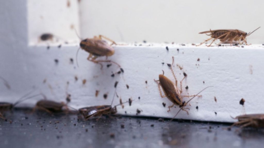 Pes dedirten olay! Hamamböceğini öldürmek isterken apartmanı ateşe verdi