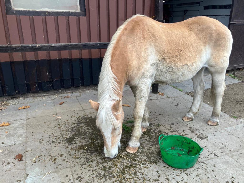 Duisburger finden Pferd im Wald – sie handeln sofort