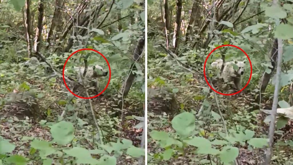 Rize&#039;de görüntülenen beyaz ayının sırrı çözüldü! &quot;Kutup ayısı sanmayın&quot;